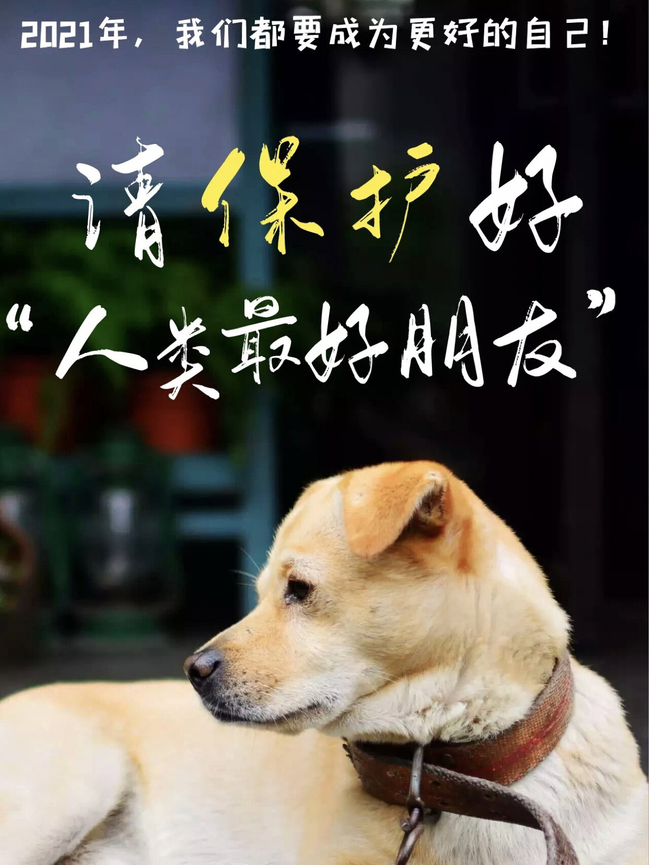 支持保护组织