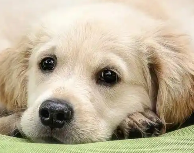 犬类