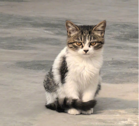 猫科